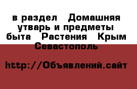  в раздел : Домашняя утварь и предметы быта » Растения . Крым,Севастополь